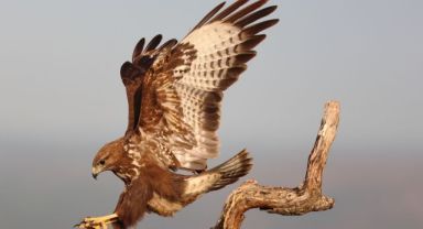 Vahşi yaşam fotoğrafçılığında oyunun kurallarını değiştiriyor!